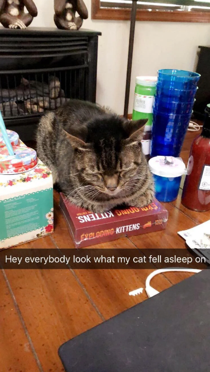 Gato dorme em cima da caixa do jogo &quot;Exploding Kittens&quot;, com a legenda: &quot;Olha só onde meu gato foi dormir&quot;