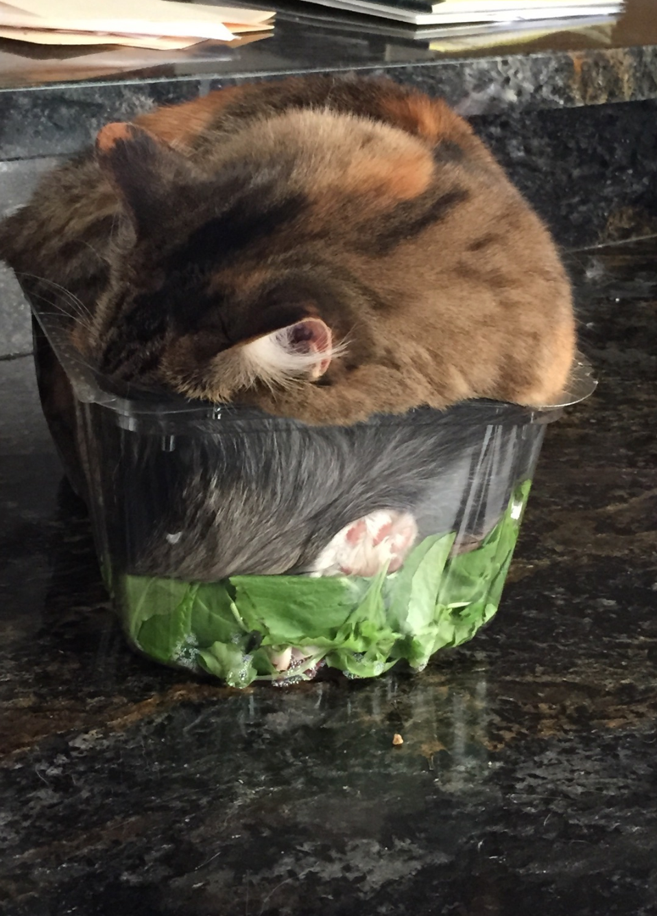 Gato adormecido em recipiente de plástico com folhas de salada